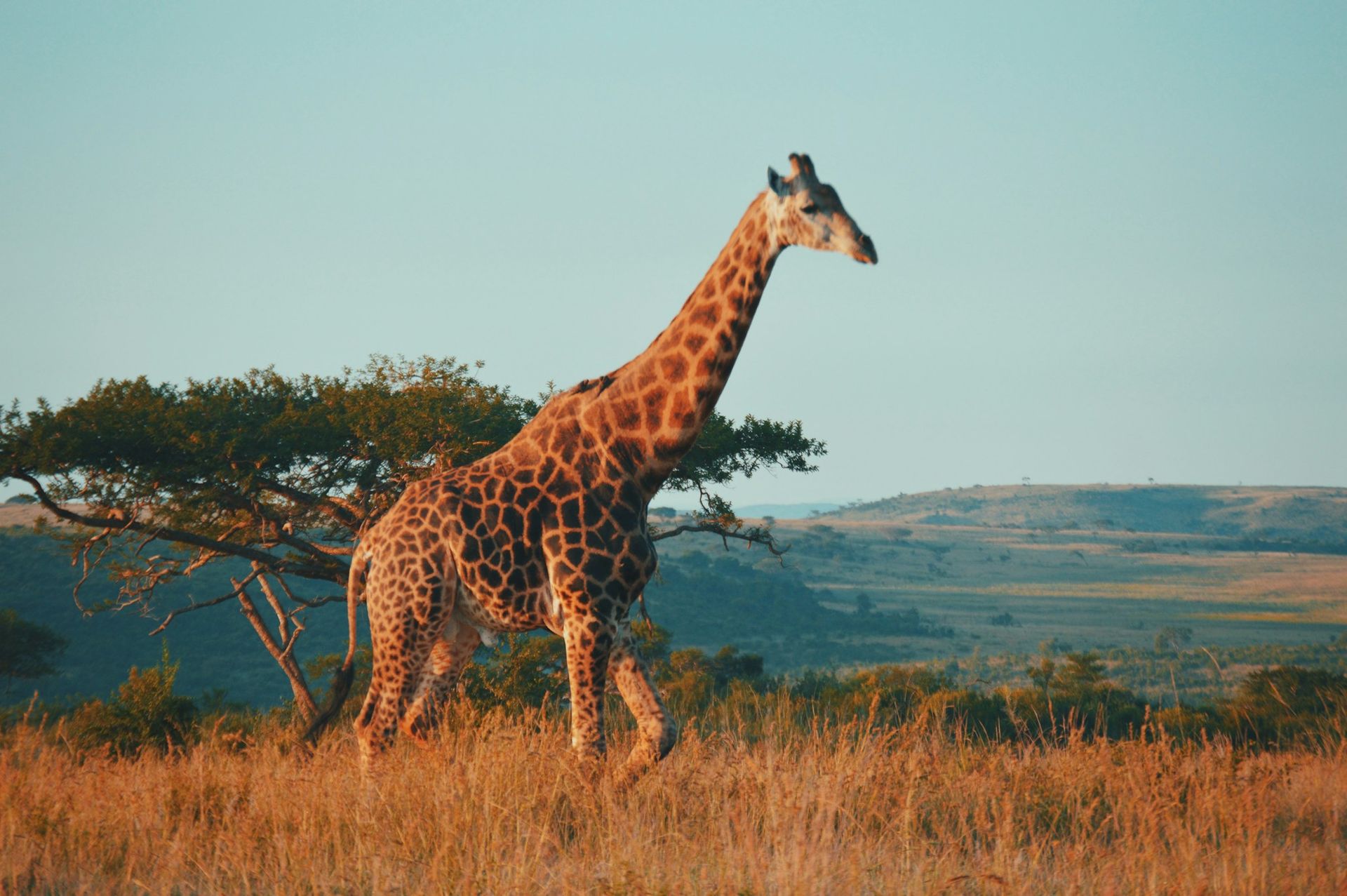 girafe
